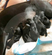 FEATURE - Jetzt schlägts aber 13: Labradorhündin bringt 13 Welpen zur Welt