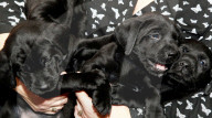 FEATURE - Jetzt schlägts aber 13: Labradorhündin bringt 13 Welpen zur Welt