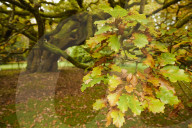 Liverpool's 1,000-year-old oak is England's tree of the year.
Allerton Oak in Calderstones park will represent UK in Europe-wide competition
