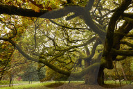 Liverpool's 1,000-year-old oak is England's tree of the year.
Allerton Oak in Calderstones park will represent UK in Europe-wide competition