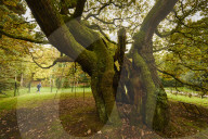 Liverpool's 1,000-year-old oak is England's tree of the year.
Allerton Oak in Calderstones park will represent UK in Europe-wide competition
