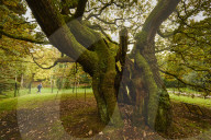 Liverpool's 1,000-year-old oak is England's tree of the year.
Allerton Oak in Calderstones park will represent UK in Europe-wide competition