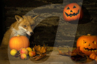 FEATURE - Jungfuchs posiert für Halloween