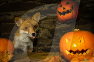 FEATURE - Jungfuchs posiert für Halloween