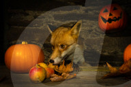FEATURE - Jungfuchs posiert für Halloween
