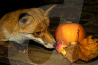 FEATURE - Jungfuchs posiert für Halloween