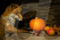 FEATURE - Jungfuchs posiert für Halloween