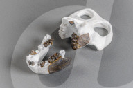 NEWS - Evolutionsforscher entdecken Skelett einer aufrechtgehenden Primatenart