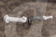 NEWS - Evolutionsforscher entdecken Skelett einer aufrechtgehenden Primatenart