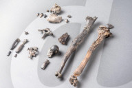 NEWS - Evolutionsforscher entdecken Skelett einer aufrechtgehenden Primatenart