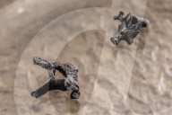NEWS - Evolutionsforscher entdecken Skelett einer aufrechtgehenden Primatenart