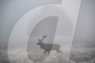 FEATURE - Hirsche im Morgennebel im Richmond Park, West London