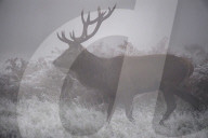 FEATURE - Hirsche im Morgennebel im Richmond Park, West London