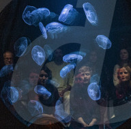 Rimini Protokoll tank of live jellyfish installation at the Royal Academy of Arts, London.
UK debut of the immersive installation win > < win(2017), featuring a tank of live jellyfish, by artist collective Rimini Protokoll,