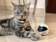 FEATURE - Dank Roboter-Spielzeug mit der Katze immer per Video verbunden