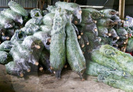 FEATURE -  Weihnachtsbäume werden für den Verkauf verladen
