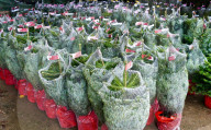 FEATURE -  Weihnachtsbäume werden für den Verkauf verladen