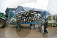 FEATURE -  Weihnachtsbäume werden für den Verkauf verladen