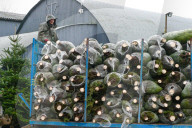 FEATURE -  Weihnachtsbäume werden für den Verkauf verladen