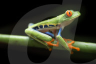 REPORTAGE - Costa Rica