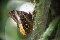 REPORTAGE - Costa Rica