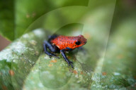 REPORTAGE - Costa Rica