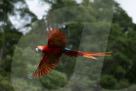 REPORTAGE - Costa Rica