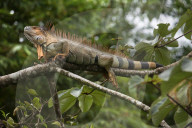 REPORTAGE - Costa Rica