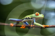 REPORTAGE - Costa Rica