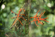 REPORTAGE - Costa Rica