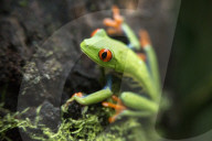 REPORTAGE - Costa Rica