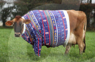 FEATURE - Kühe auf Jersey Island tragen Weihnachts-Jerseys