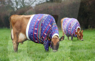 FEATURE - Kühe auf Jersey Island tragen Weihnachts-Jerseys