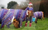 FEATURE - Kühe auf Jersey Island tragen Weihnachts-Jerseys