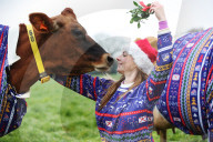 FEATURE - Kühe auf Jersey Island tragen Weihnachts-Jerseys