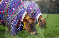 FEATURE - Kühe auf Jersey Island tragen Weihnachts-Jerseys