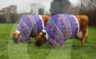 FEATURE - Kühe auf Jersey Island tragen Weihnachts-Jerseys
