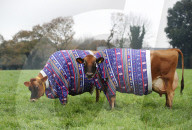 FEATURE - Kühe auf Jersey Island tragen Weihnachts-Jerseys
