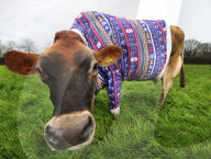 FEATURE - Kühe auf Jersey Island tragen Weihnachts-Jerseys