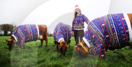 FEATURE - Kühe auf Jersey Island tragen Weihnachts-Jerseys