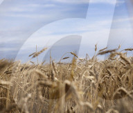 Canadas farmers pushed to the brink