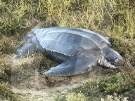Giant leatherback turtle found in Essex estuary in England