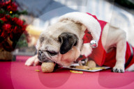 FEATURE - Weihnachtsessen für Hunde von Animal Hospital Eindhoven