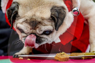 FEATURE - Weihnachtsessen für Hunde von Animal Hospital Eindhoven