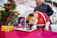 FEATURE - Weihnachtsessen für Hunde von Animal Hospital Eindhoven