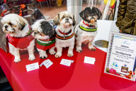 FEATURE - Weihnachtsessen für Hunde von Animal Hospital Eindhoven