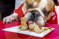 FEATURE - Weihnachtsessen für Hunde von Animal Hospital Eindhoven
