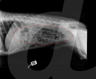 FEATURE - Allesfresser! Spaniel Dexter leidet an Verstopfungen, weil er wirklich alles frisst - sogar seinen eigenen Maulkorb