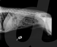 FEATURE - Allesfresser! Spaniel Dexter leidet an Verstopfungen, weil er wirklich alles frisst - sogar seinen eigenen Maulkorb