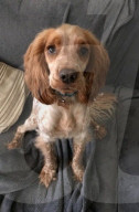 FEATURE - Allesfresser! Spaniel Dexter leidet an Verstopfungen, weil er wirklich alles frisst - sogar seinen eigenen Maulkorb